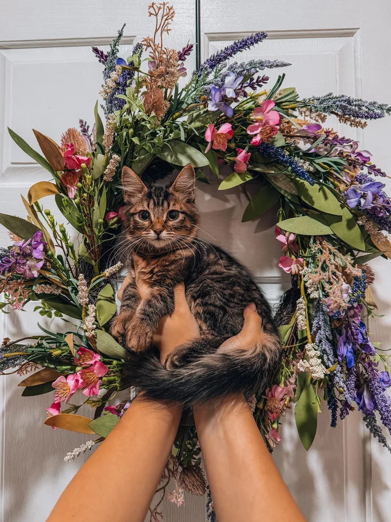 A baby extra large-sized female Maine Coon cat named Buttercup for adoption in Goodyear, AZ