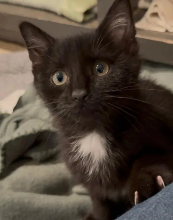 A young small-sized male Black Domestic Short Hair cat named Scott for adoption in Osseo, MI