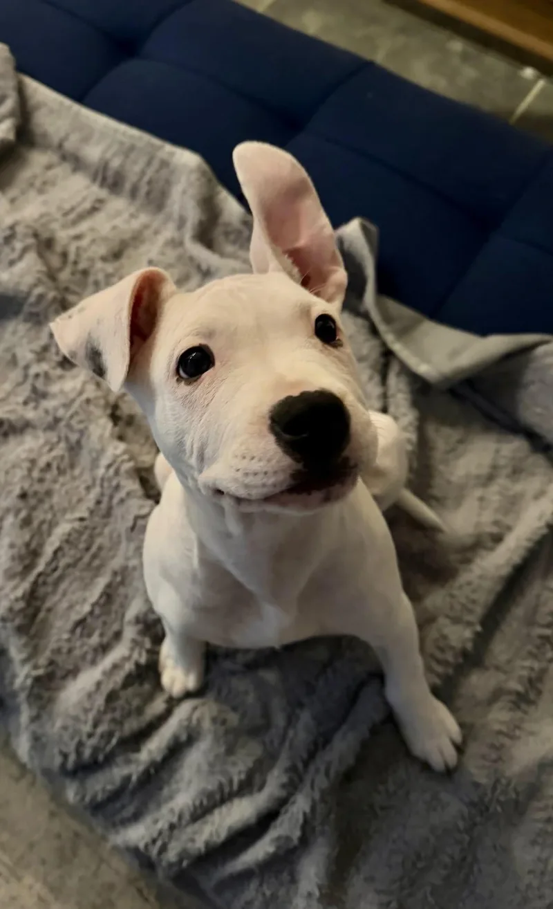 Finnegan thumbnail 2