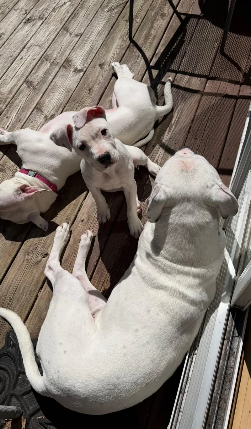 Finnegan thumbnail 3