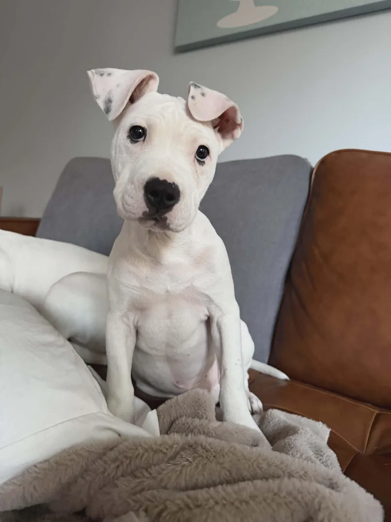 Finnegan thumbnail 5