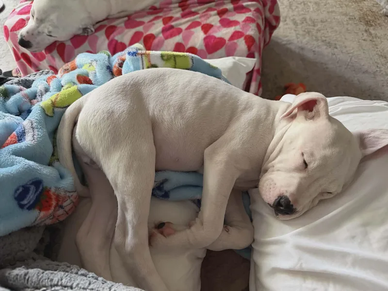 Finnegan thumbnail 6