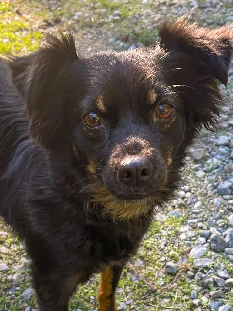 An adult small-sized female Mixed Breed dog named Mila for adoption in Vashon, WA