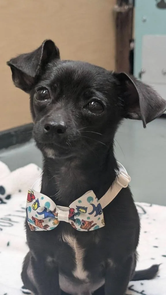 Mr. Peabody