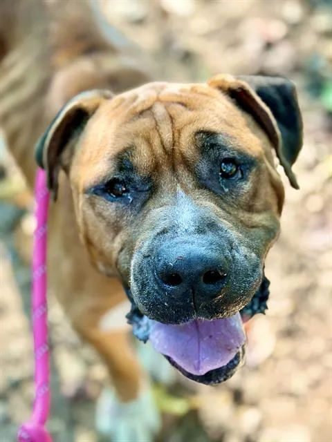 An adult medium-sized male Mixed Breed dog named Barley for adoption in Charlotte, NC