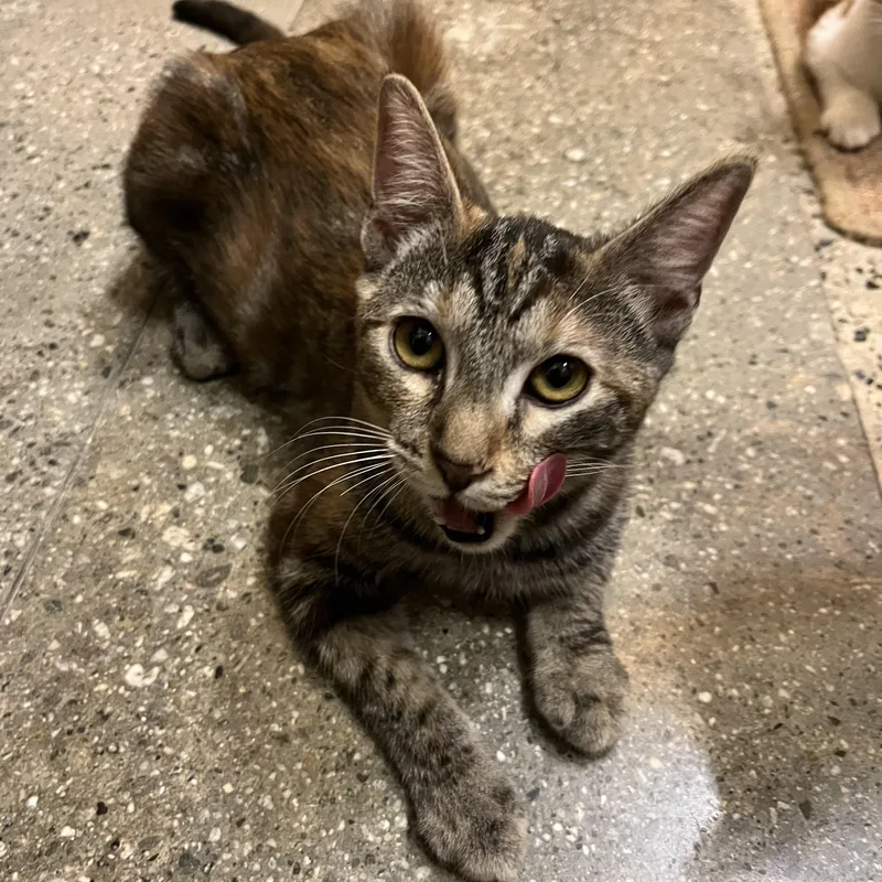 A young medium-sized female Torbie Domestic Short Hair cat named Missy for adoption in Tustin, CA