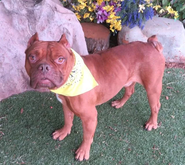 An adult medium-sized male Pit Bull Terrier dog named Houston for adoption in Oklahoma City, OK
