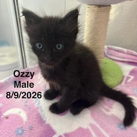 A baby small-sized male Black Domestic Medium Hair cat named Ozzy for adoption in League City, TX