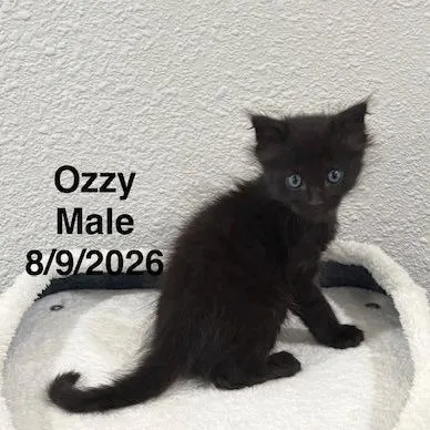 Ozzy thumbnail 2
