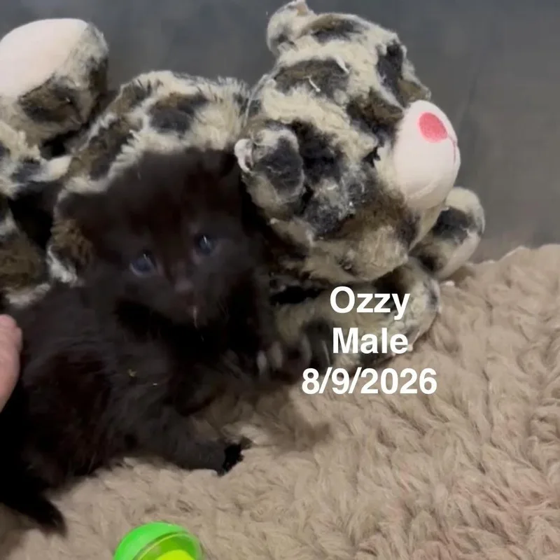 Ozzy thumbnail 3