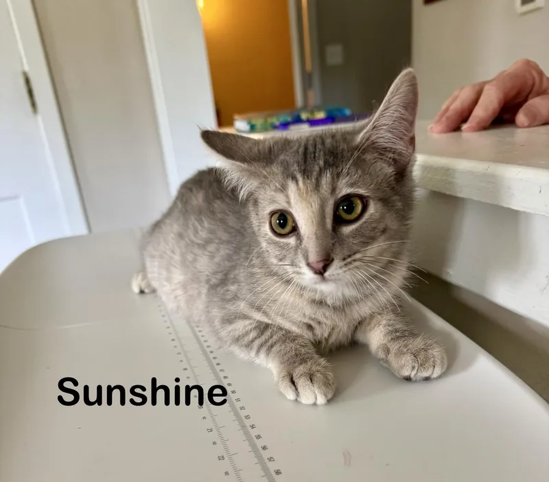 Sunshine