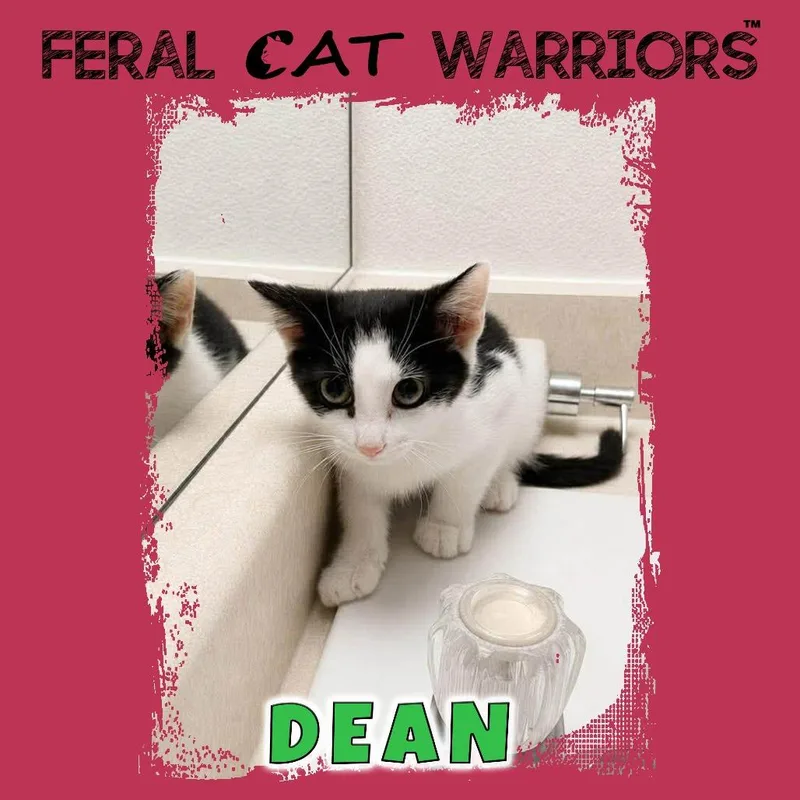 Dean