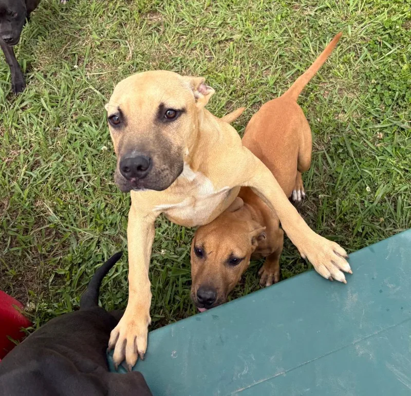 A baby medium-sized male Mixed Breed dog named Wayne for adoption in Bossier City, LA