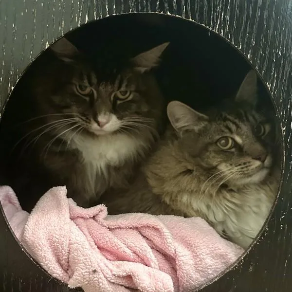 A senior extra large-sized male Domestic Medium Hair cat named Frank for adoption in Walnut Creek, CA