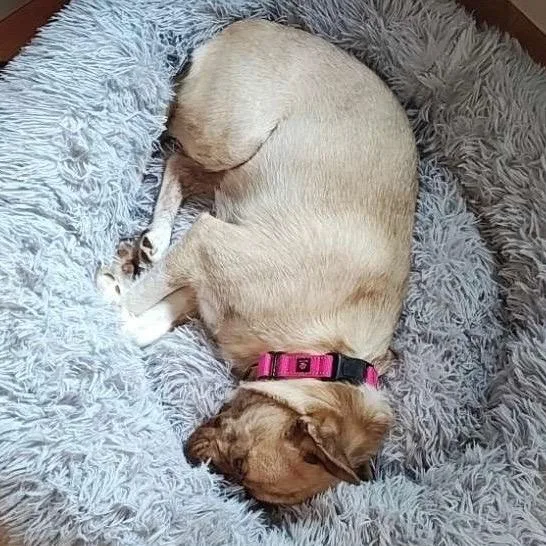 An adult medium-sized female Yellow / Tan / Blond / Fawn Pug dog named Luna for adoption in Spokane, WA