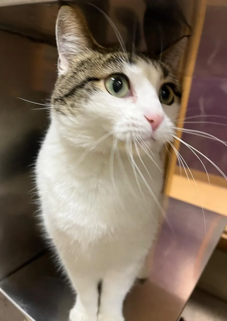 An adult large-sized female Domestic Short Hair cat named Olive Oil for adoption in Little Rock, AR