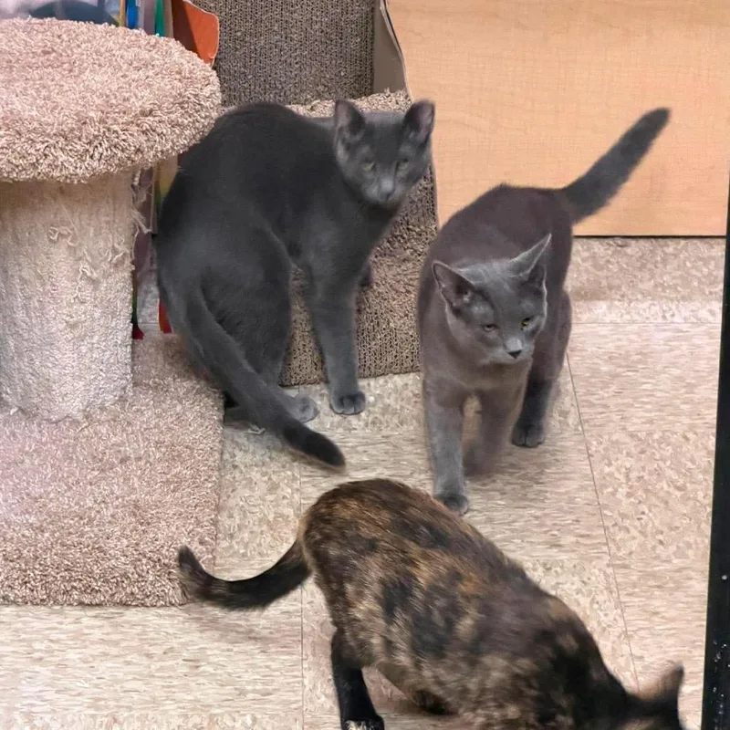 A young small-sized male Gray / Blue / Silver Domestic Short Hair cat named Niseko for adoption in Rochester, MN