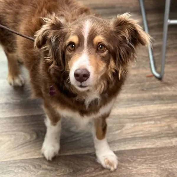 An adult medium-sized female Australian Shepherd dog named Cortana for adoption in San Diego, CA