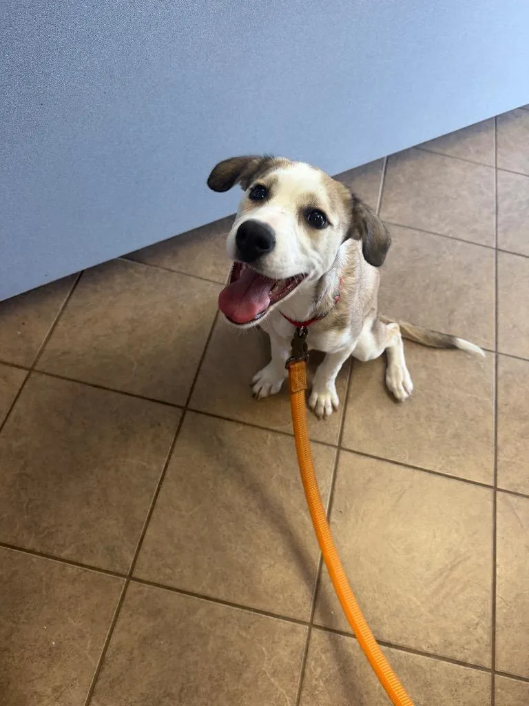 A young medium-sized female Mixed Breed dog named Buckeye for adoption in Marion, OH