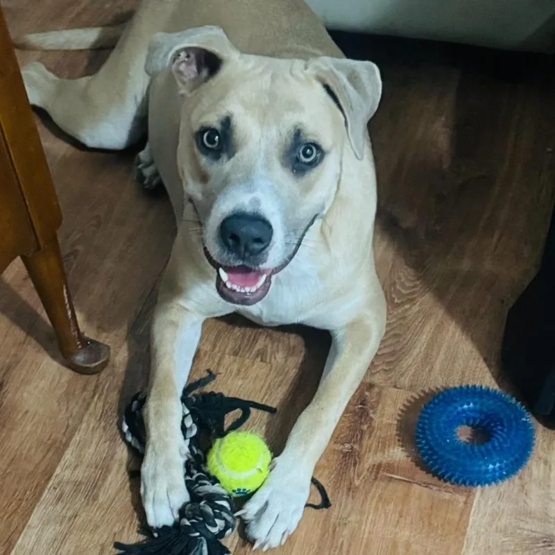 A young large-sized female Pit Bull Terrier dog named Maple for adoption in CORPUS CHRISTI, TX