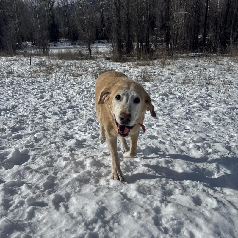 A senior large-sized female Yellow / Tan / Blond / Fawn Yellow Labrador Retriever dog named Courtesy Listing Tansy for adoption in Jackson, WY