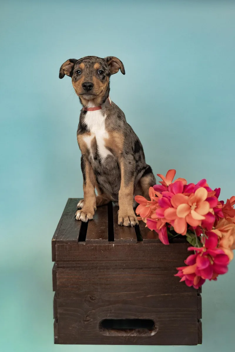 A baby medium-sized female Shepherd dog named 590-26 for adoption in Brighton, CO