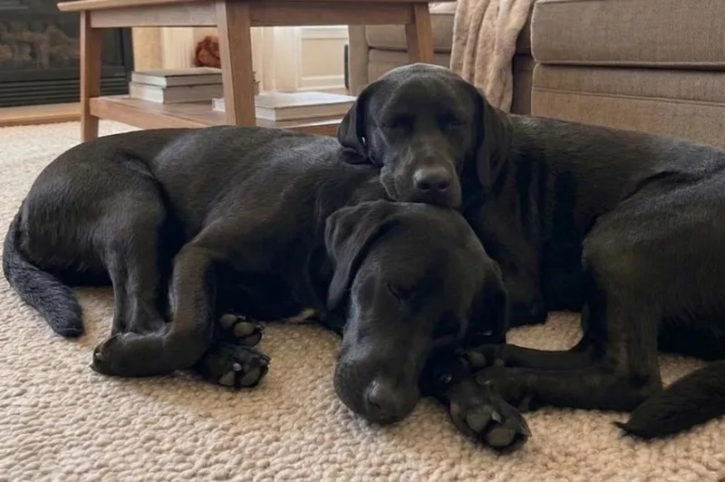 Benny & Jett Bonded thumbnail 3