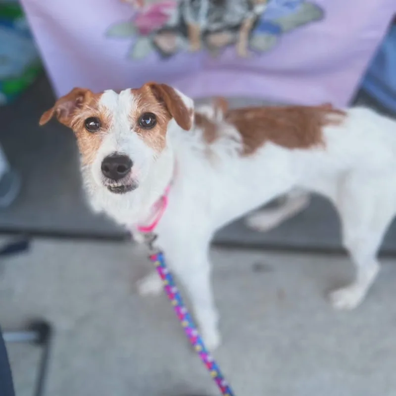 An adult small-sized male Red / Chestnut / Orange Parson Russell Terrier dog named Toby for adoption in West Falls, NY