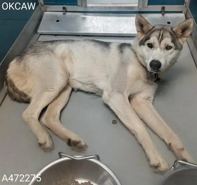 A young medium-sized female Siberian Husky dog named Selena for adoption in Oklahoma City, OK