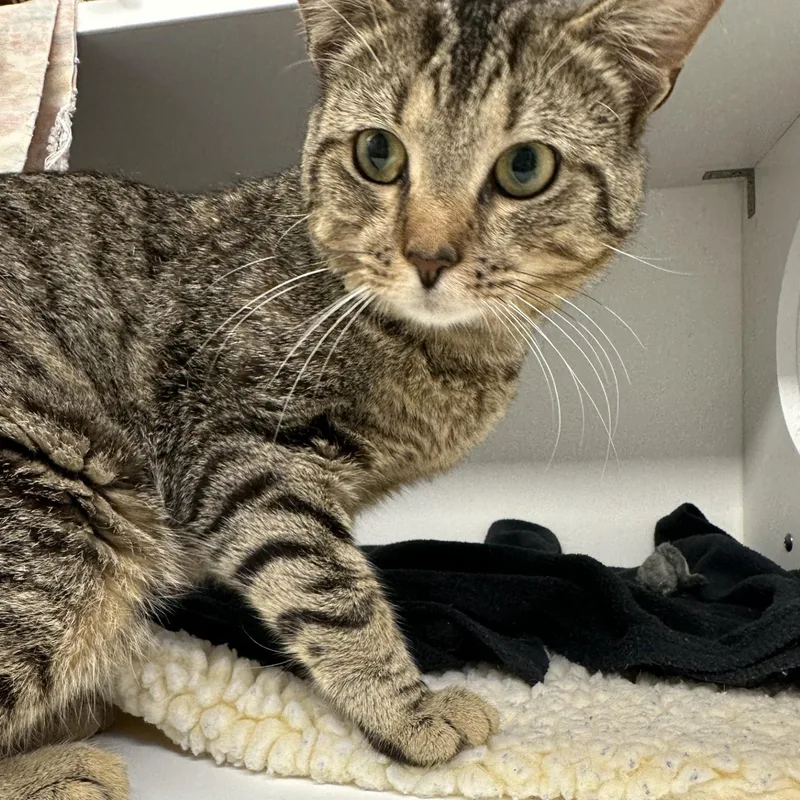 A young medium-sized male Tabby (Brown / Chocolate) Domestic Short Hair cat named Shore for adoption in Manassas, VA