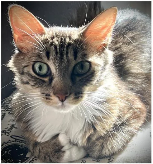 Mama Digit
