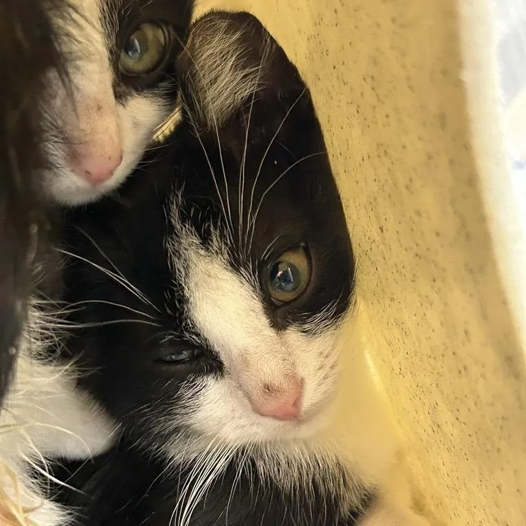 A baby small-sized male Black Domestic Short Hair cat named Teek for adoption in Salt Lake City, UT