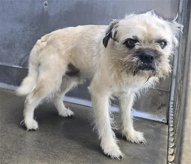An adult small-sized male Brussels Griffon dog named Cali Roll for adoption in Camarillo, CA