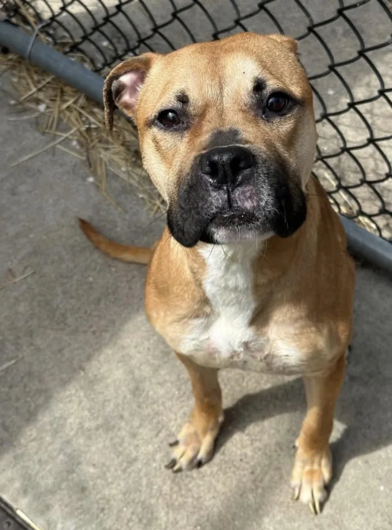 An adult medium-sized female Brown / Chocolate Pit Bull Terrier dog named Barlette for adoption in Chicago, IL