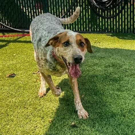 An adult medium-sized female White / Cream Mixed Breed dog named Cassidy for adoption in Winston-Salem, NC