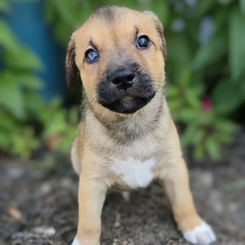 A baby medium-sized male Australian Shepherd dog named John Snow for adoption in Griswold, CT