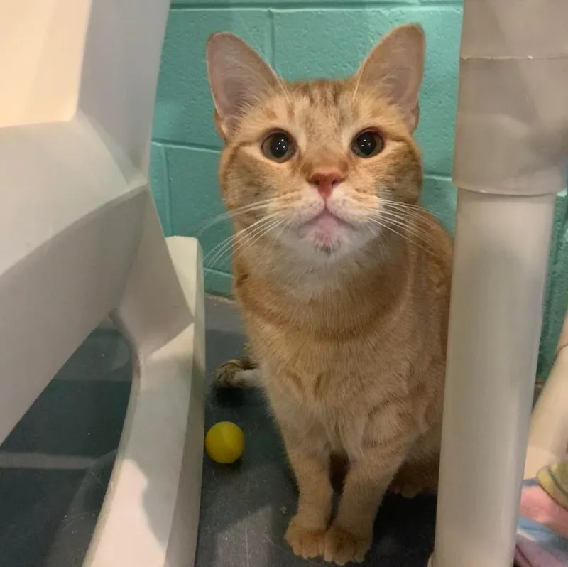 A senior medium-sized male Domestic Short Hair cat named Zappy for adoption in South Bend, IN