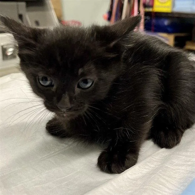 A baby small-sized male Black Domestic Short Hair cat named Gizmo for adoption in Tavares, FL