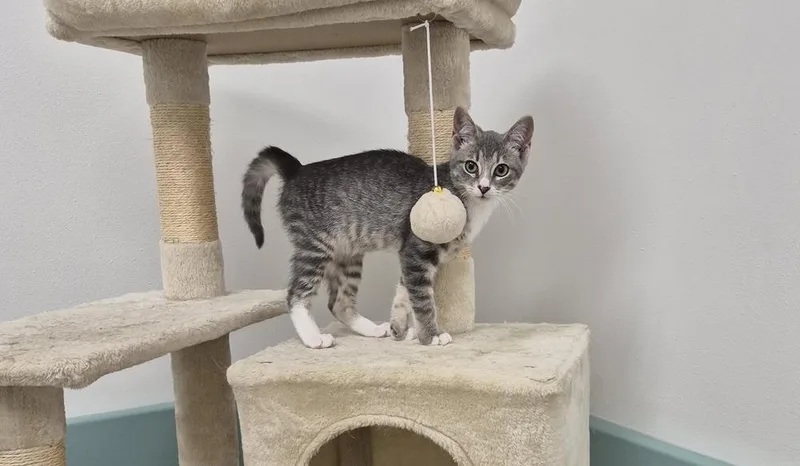 A baby small-sized male Domestic Short Hair cat named Jerry for adoption in South Bend, IN