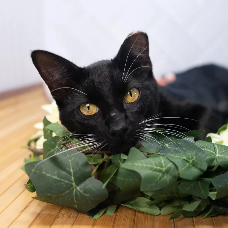A young small-sized male Black Domestic Short Hair cat named Slippery Elm for adoption in Durham, NC