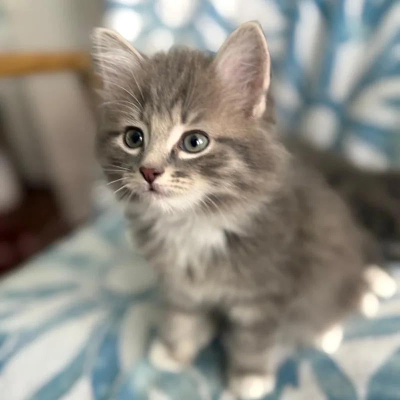 A baby small-sized female Gray / Blue / Silver Domestic Long Hair cat named Duchess for adoption in Frederick, MD