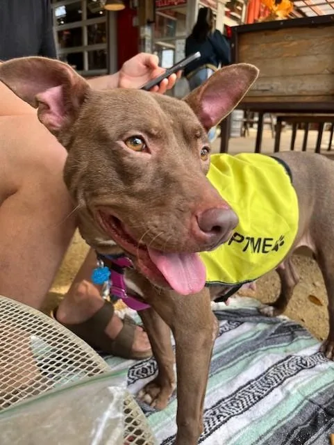 An adult large-sized female Mixed Breed dog named Emma for adoption in Dallas, TX