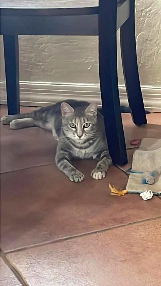 An adult medium-sized female Domestic Short Hair cat named Elinor for adoption in tucson, AZ