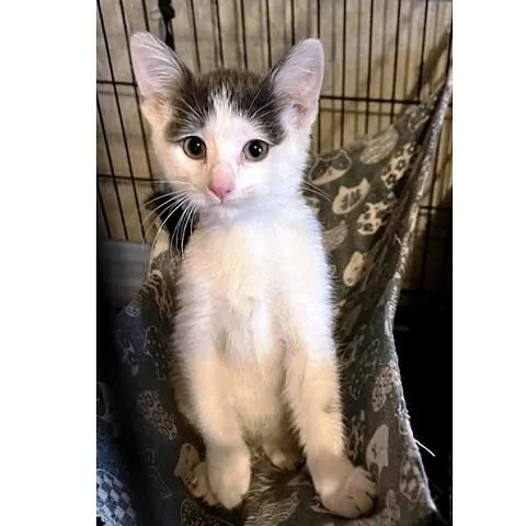 A baby medium-sized female White Turkish Van cat named Cutie Fly for adoption in Salt Lake City, UT