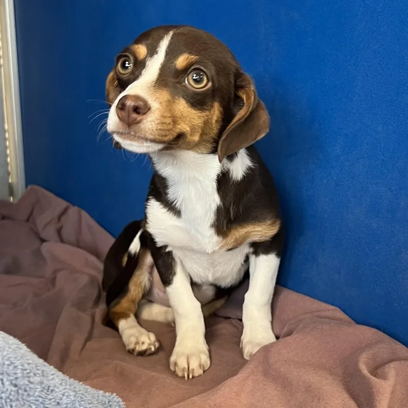 A baby small-sized female Brown / Chocolate Mixed Breed dog named 111037 for adoption in Las Cruces, NM