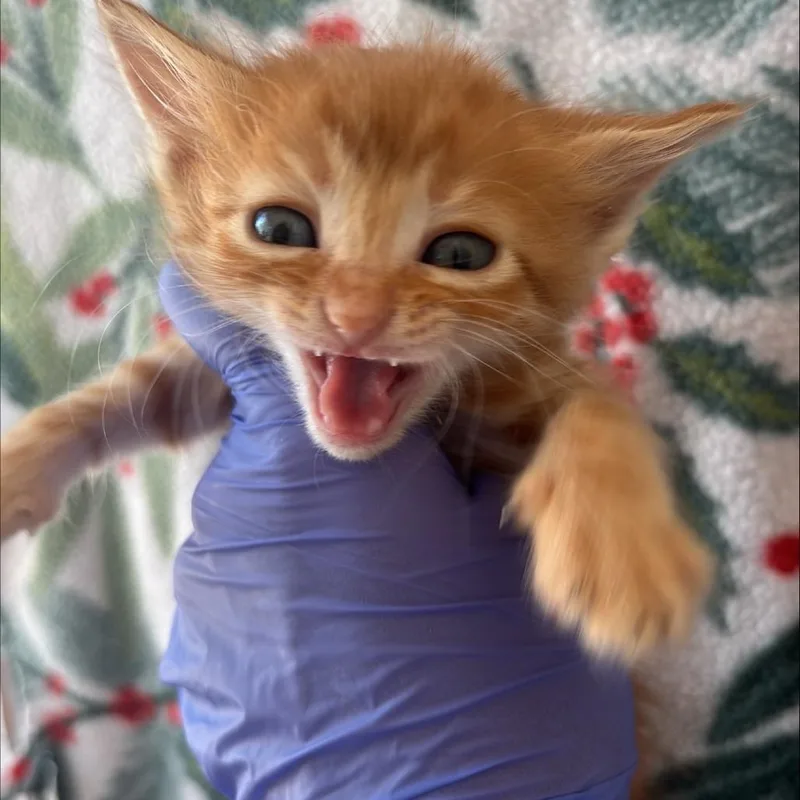 A baby small-sized male Orange / Red Domestic Short Hair cat named Wonderbread for adoption in Kanab, UT