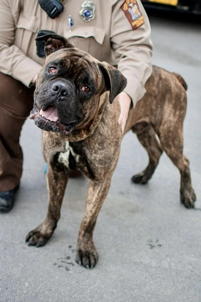 A young large-sized male Brindle Bullmastiff dog named Ford for adoption in Frankfort, NY