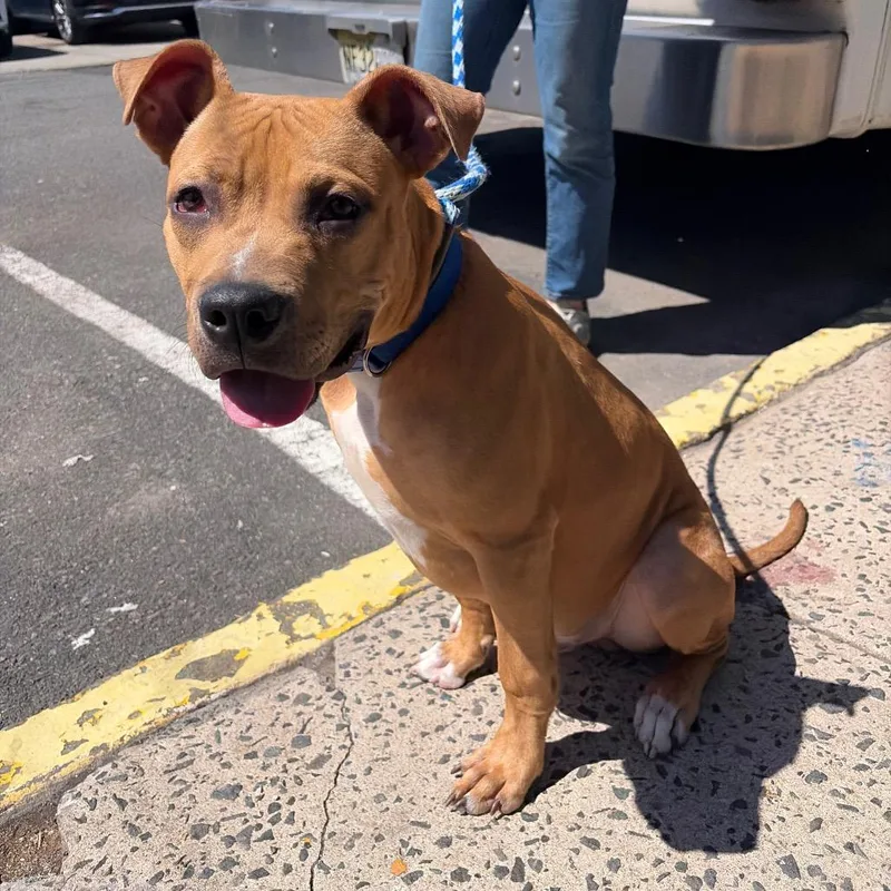 A young medium-sized male Brown / Chocolate Pit Bull Terrier dog named Nico for adoption in Newark, NJ