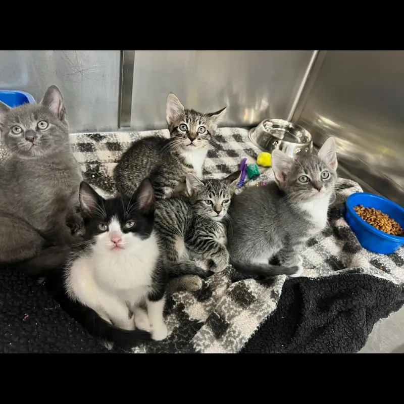 A baby small-sized male Gray / Blue / Silver Domestic Short Hair cat named Ridge for adoption in Fayetteville, GA