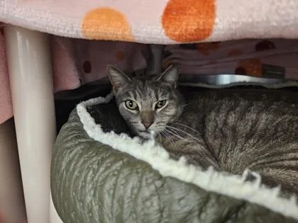 An adult small-sized male Domestic Short Hair cat named Jay for adoption in Scotia, NY